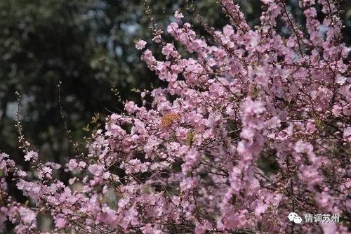 国产久丁香,传承与创新中的民族香氛传奇